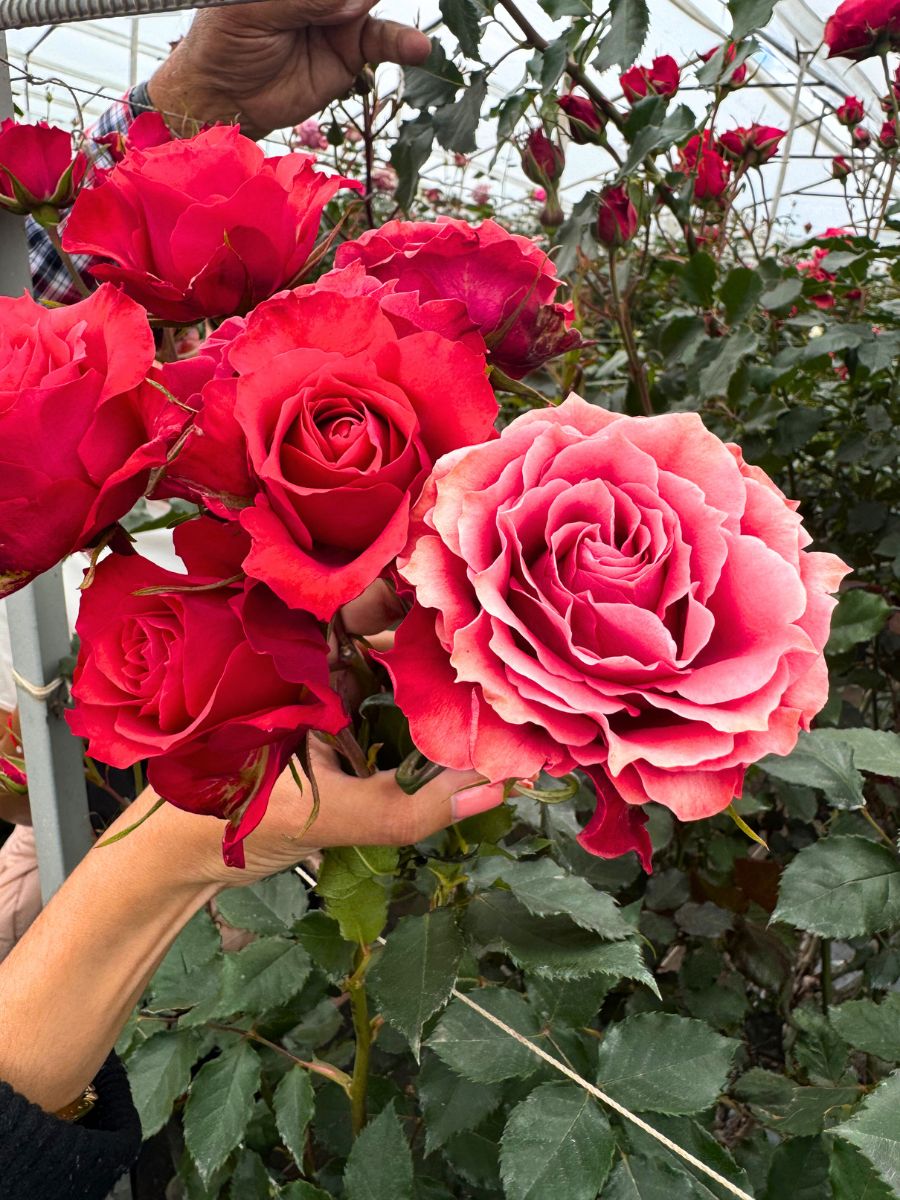 Beautiful red and pink roses from Continental Breeding