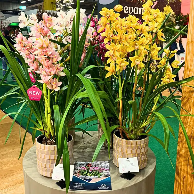 Tropical plants created with a passion for perfection and an objective to develop strong, profitable, and distinctive varieties for customers.