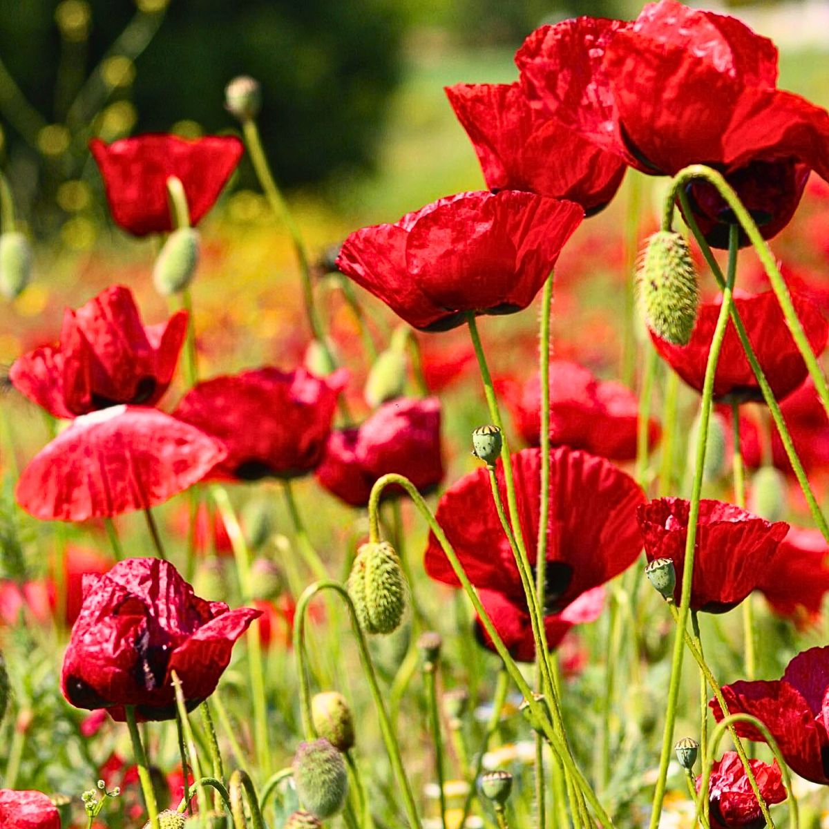 Poppy Flower Meaning