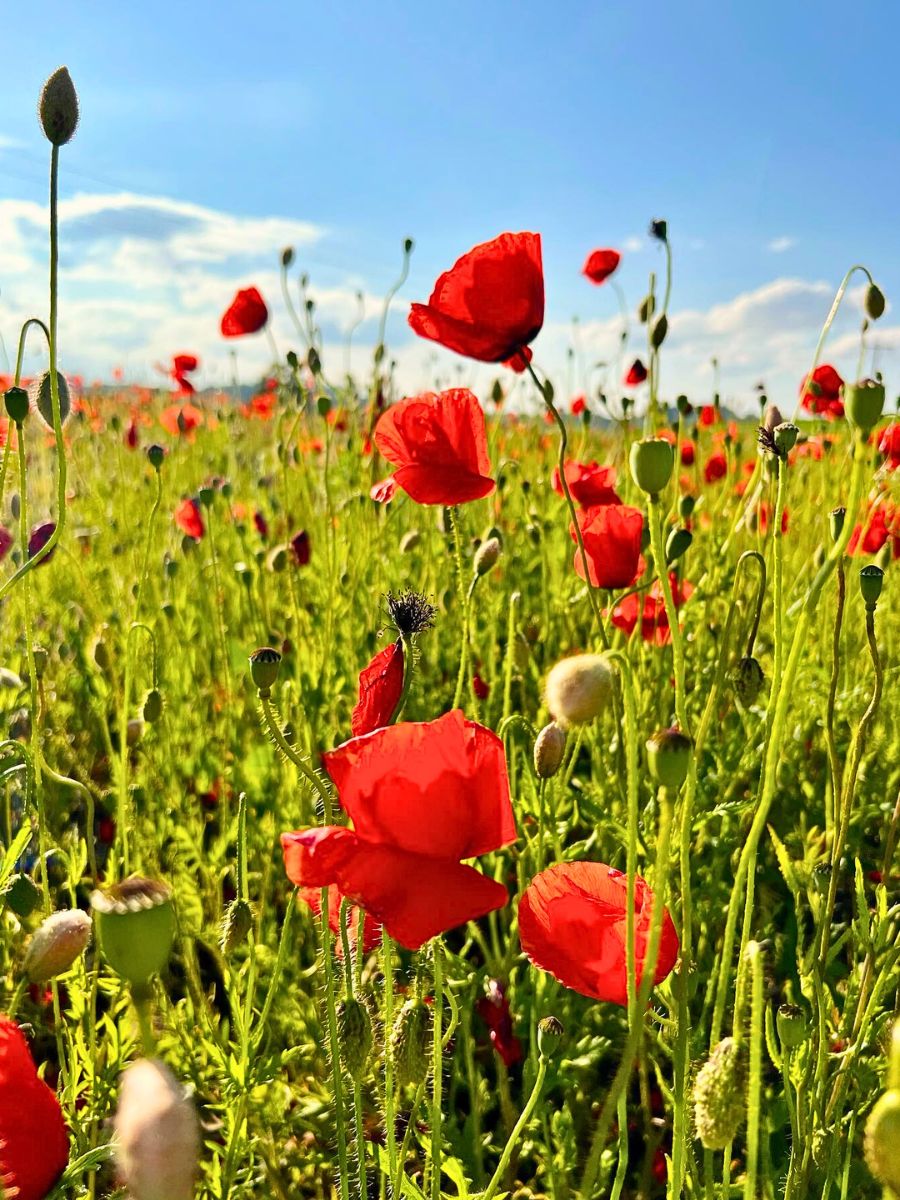 Poppy Flower Meaning