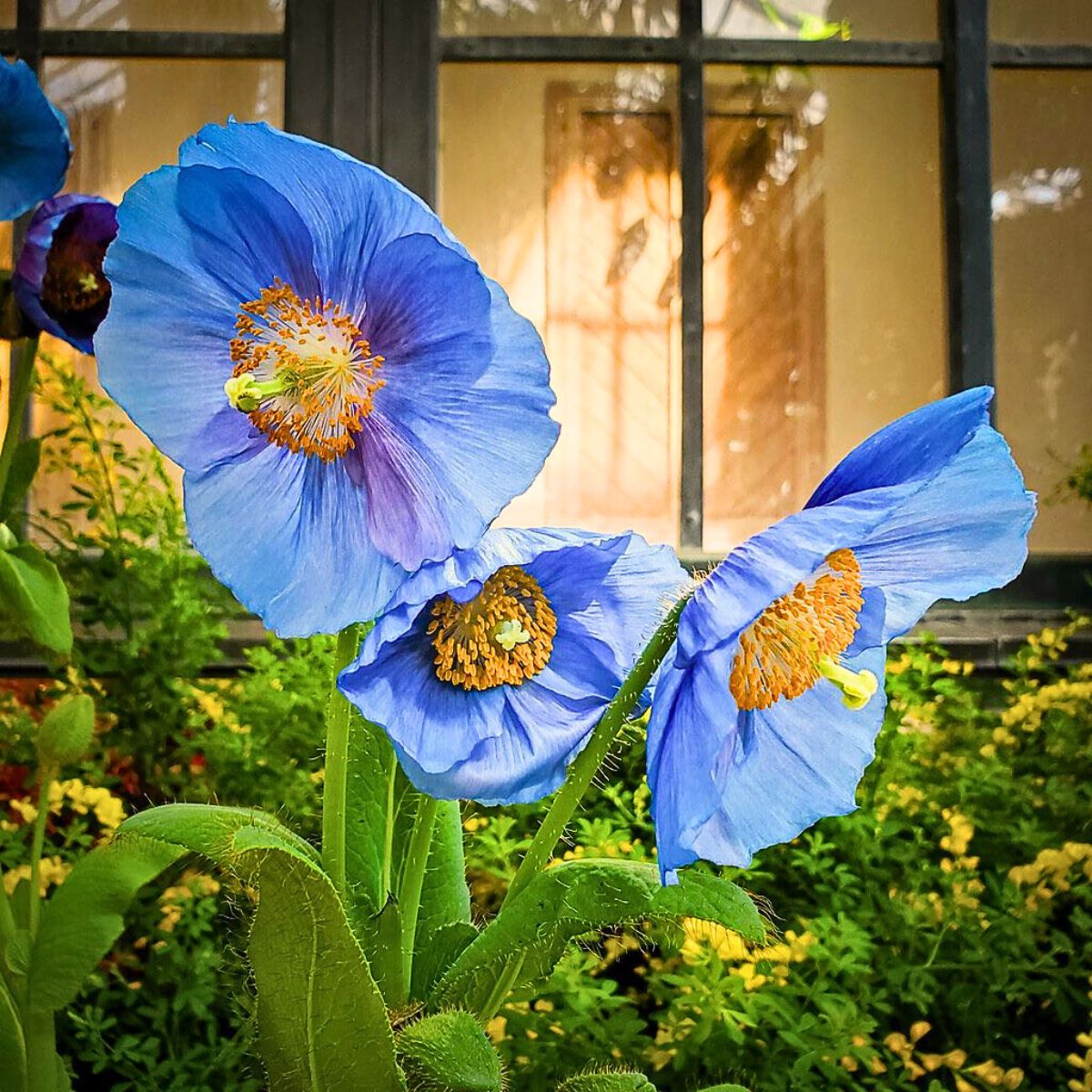 Poppy Flower Meaning