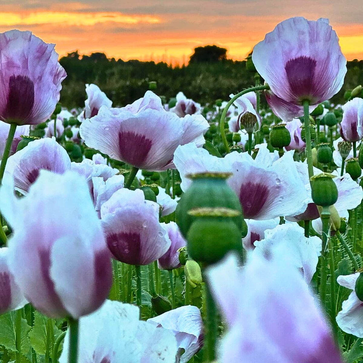 Poppy Flower Meaning