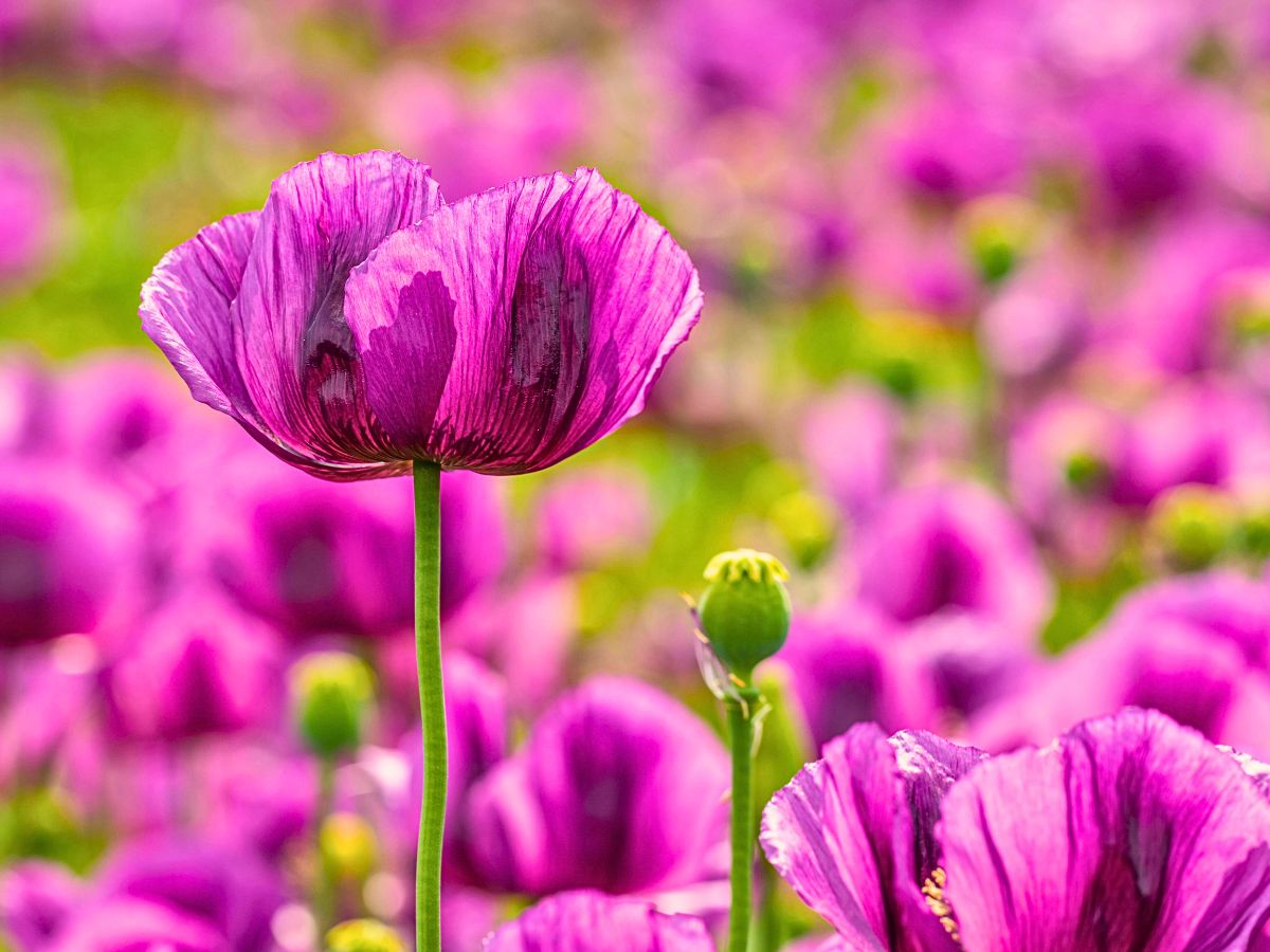 Poppy Flower Meaning