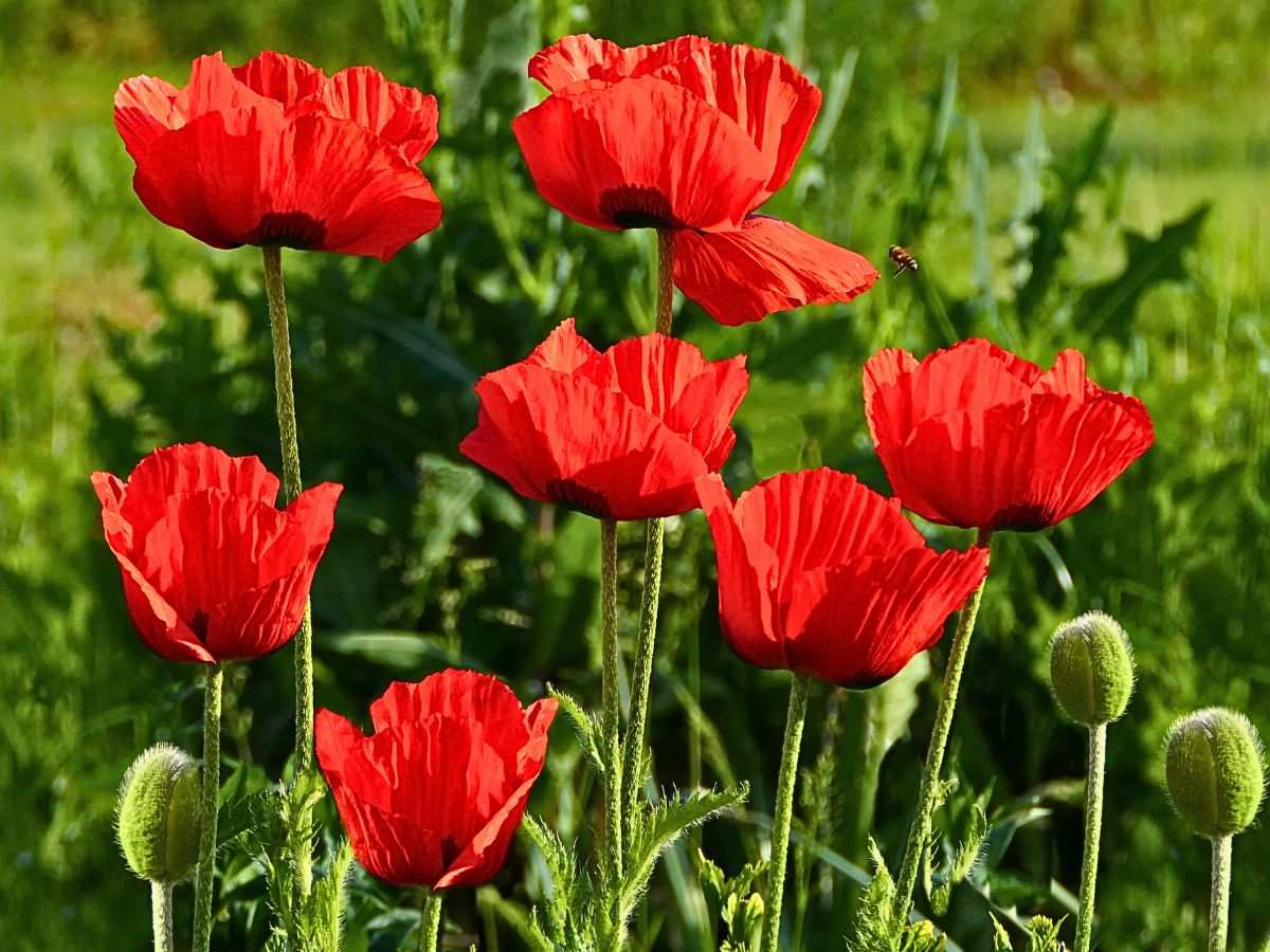 Poppy Flower Meaning 