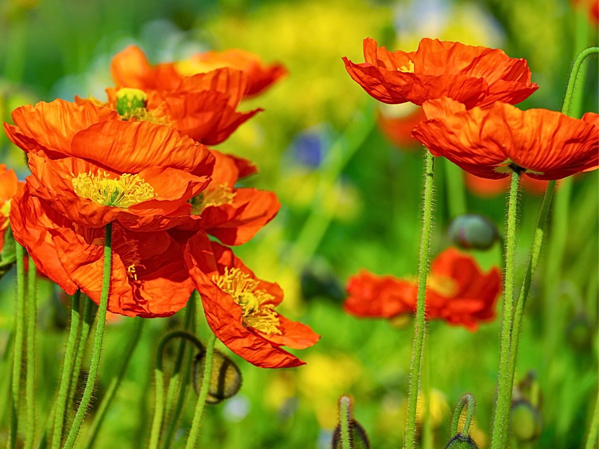 Poppy flower meaning and symbolism