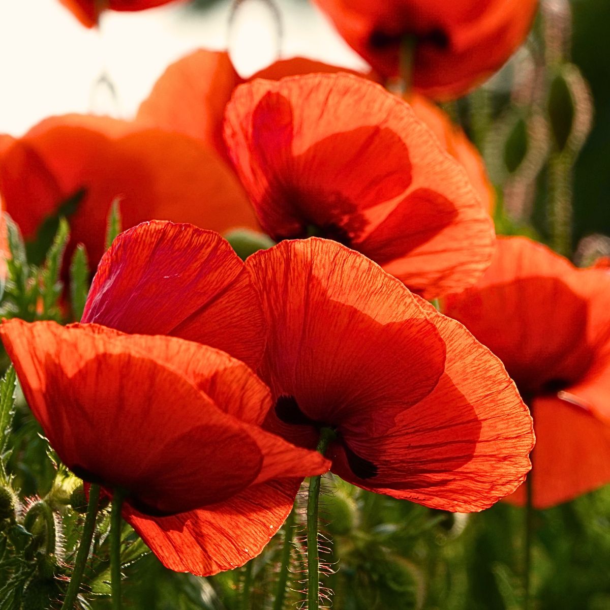 Poppy Flower Meaning 