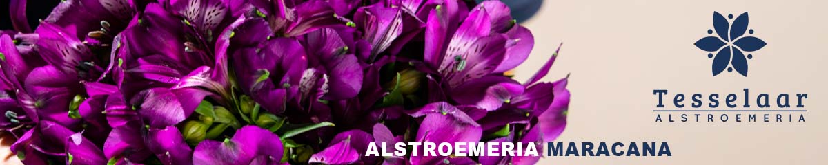 Banner Tesselaar Alstroemeria Maracana