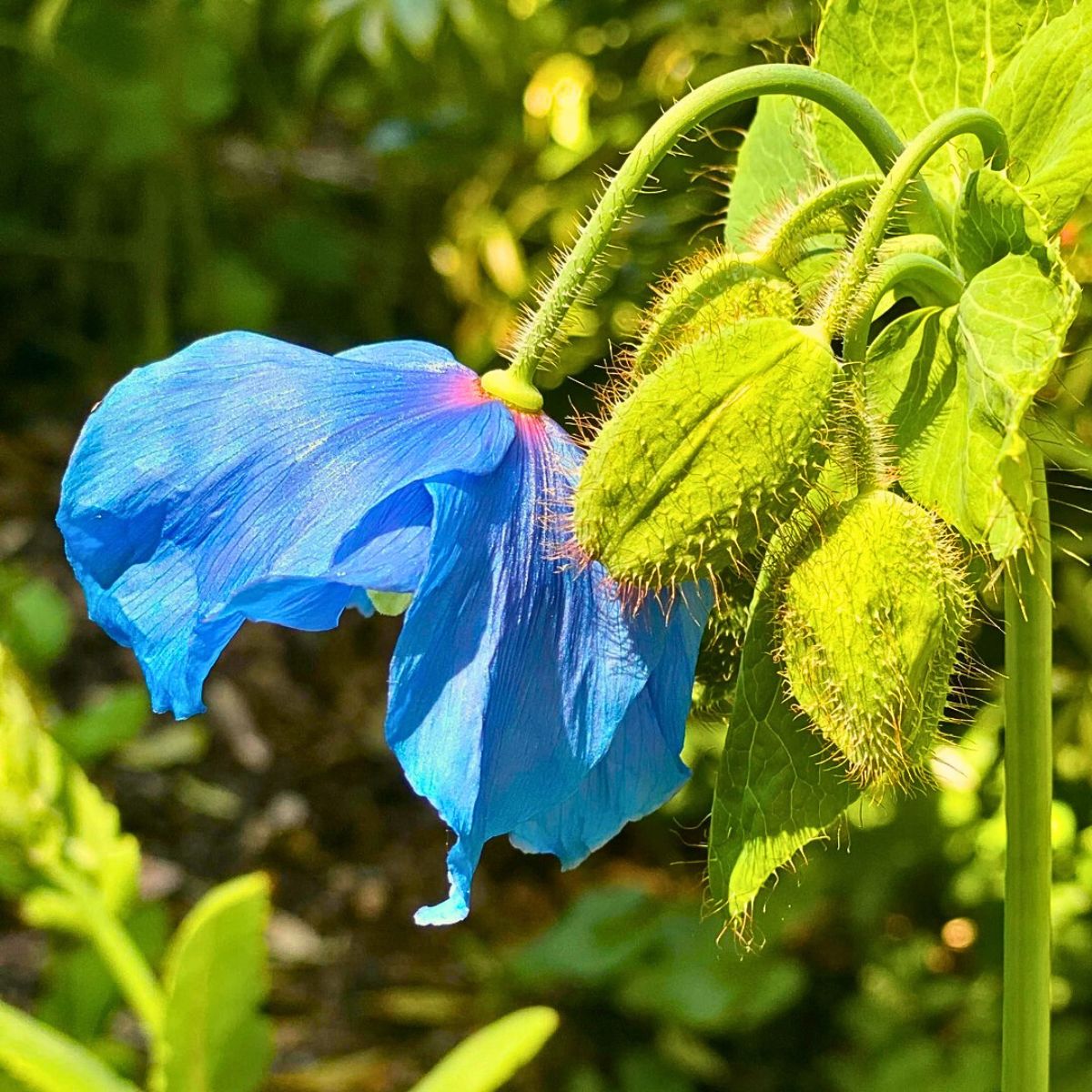 Poppy flower meaning and symbolism