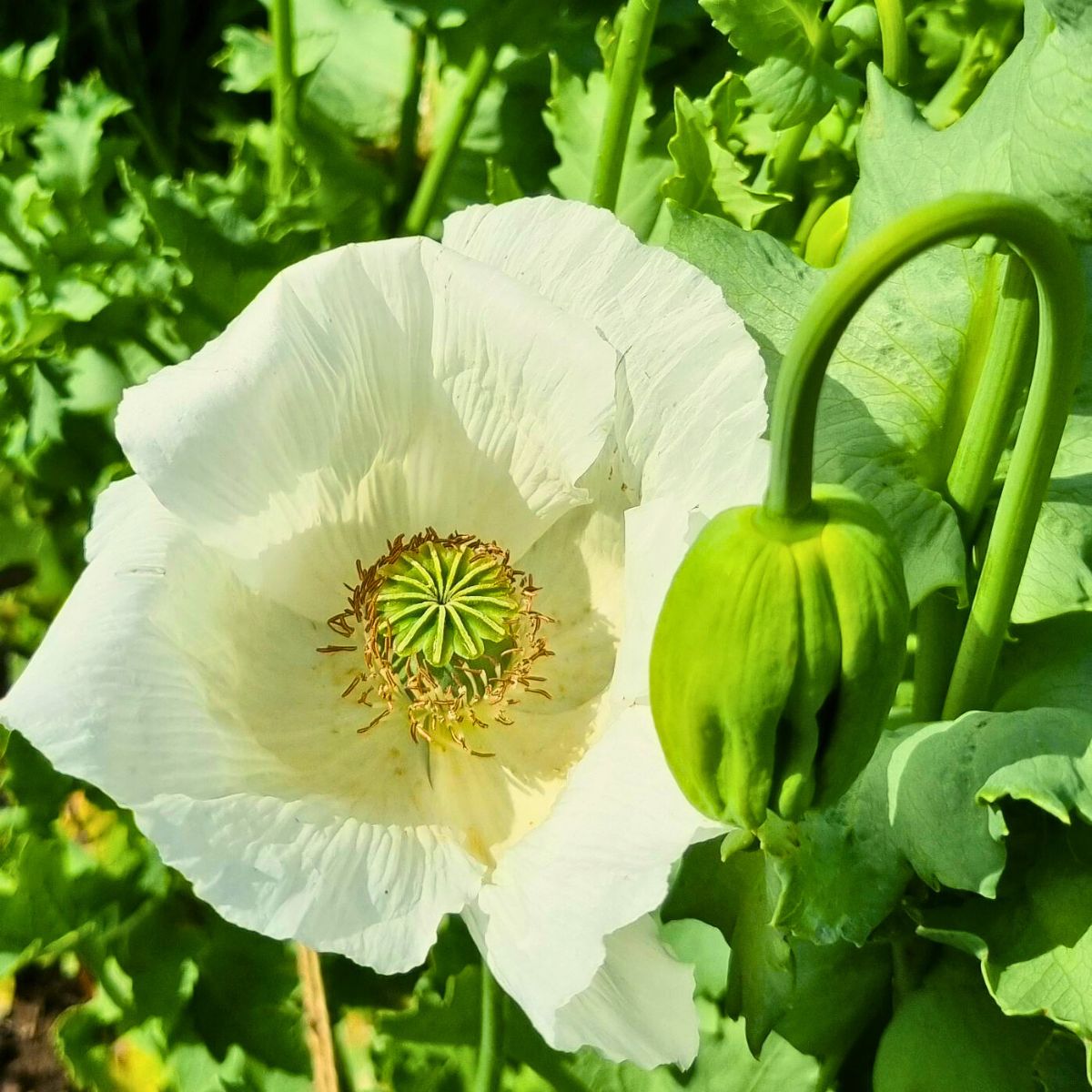 Poppy Flower Meaning and Symbolism