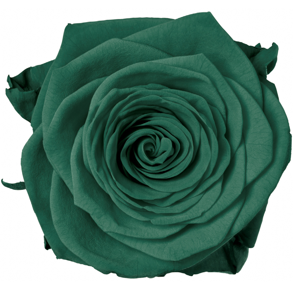 Porta Nova Green Rose