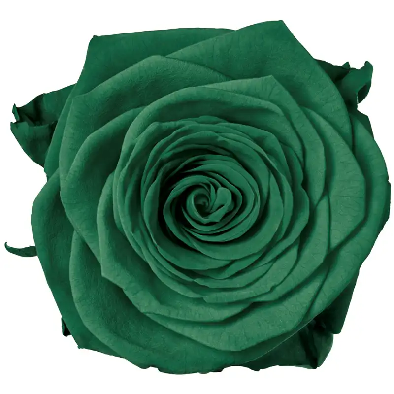 Greenest Roses