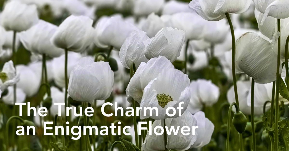 Poppy Flower Meaning and Symbolism Across Different Cultures