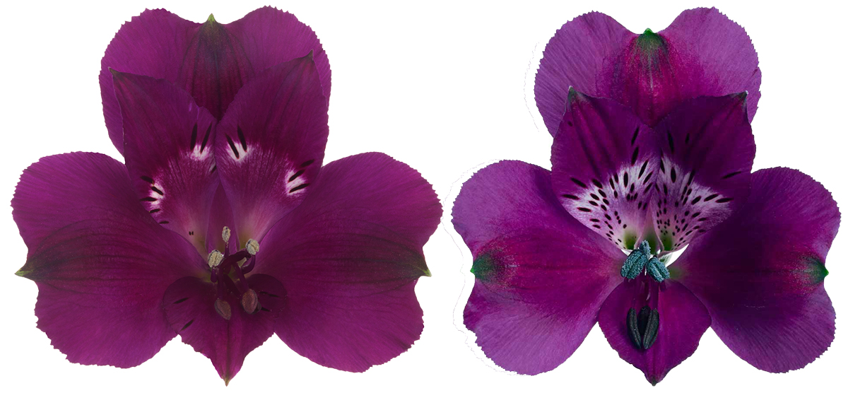 Alstroemeria Morado and Maracana