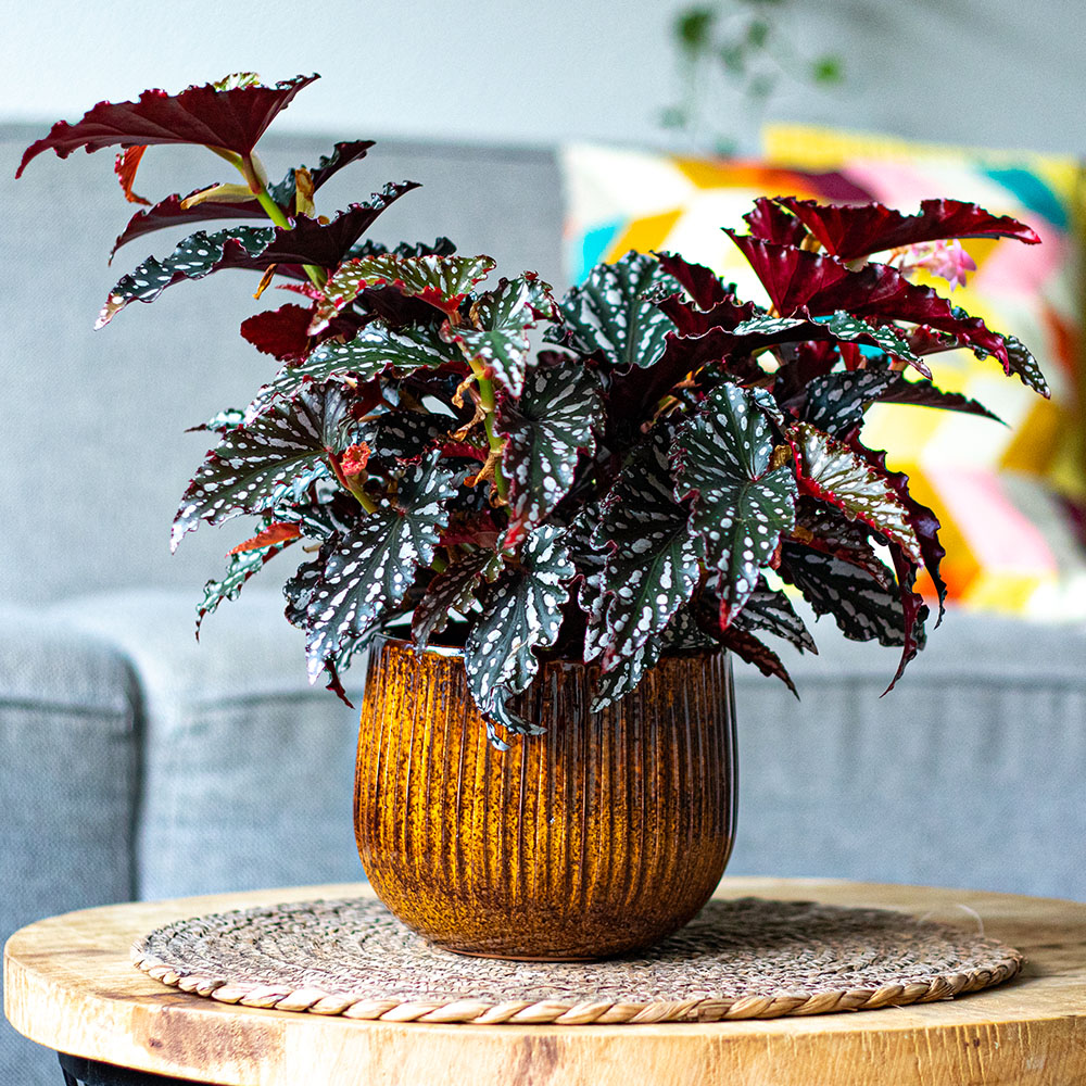 Polka Dot Begonia Spotlight Dark in pot