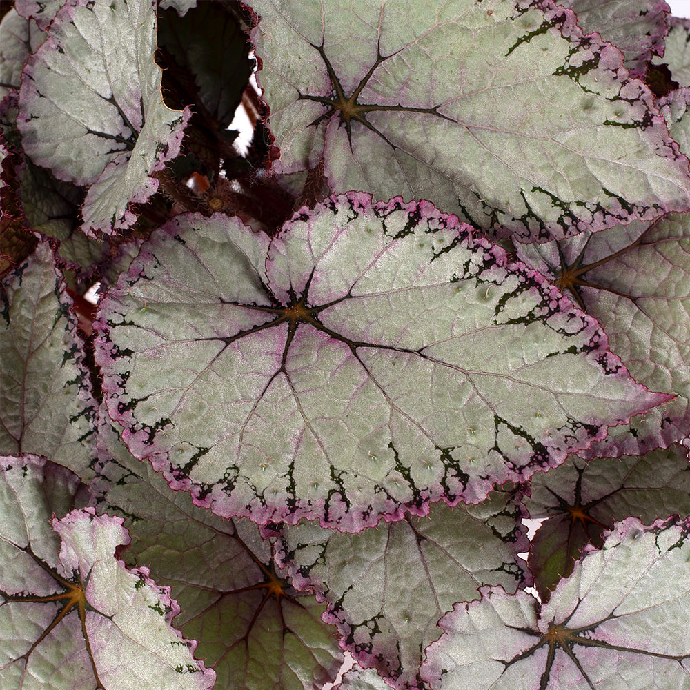 Begonia Hawaiian Silver leaf close up