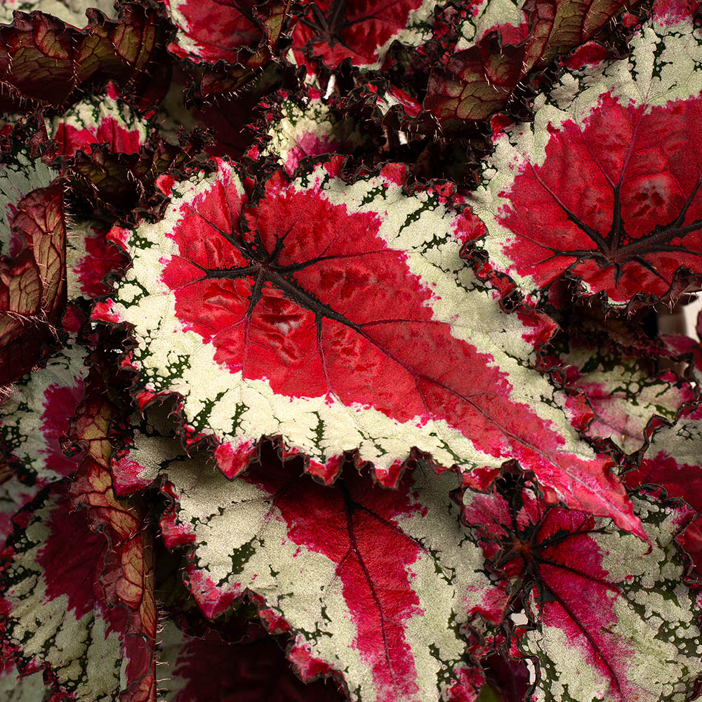 Begonia Caribbean Night leaf close up