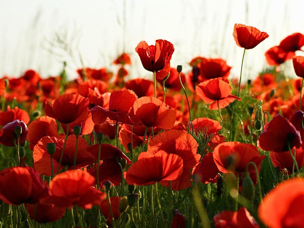 Poppy Flower Meaning and Symbolism 