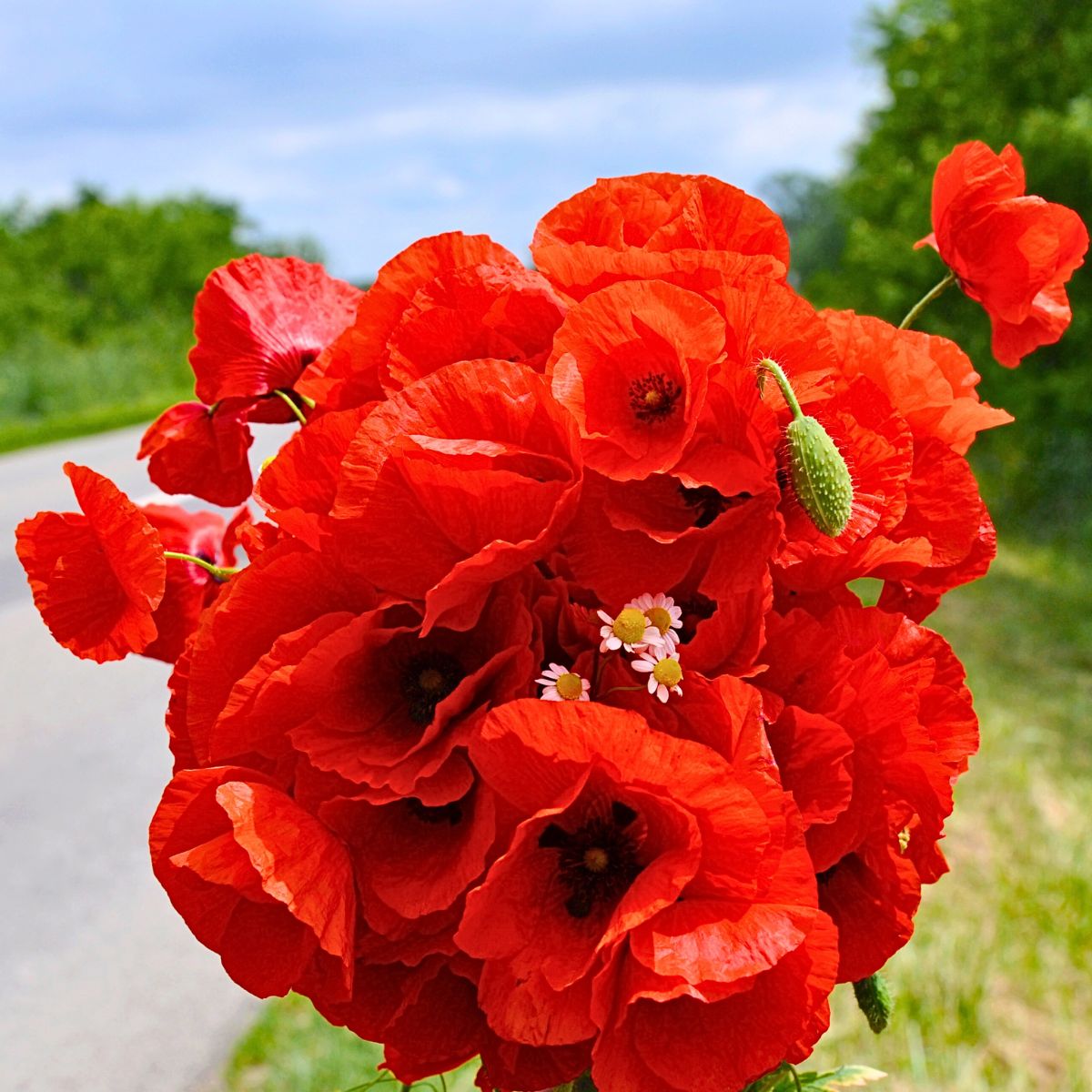 Poppy Flower Meaning