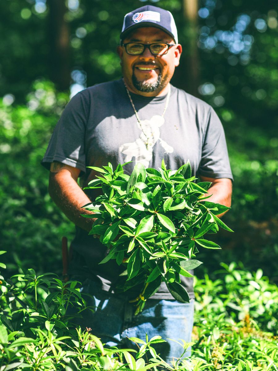 Oregon Farm Skimmia harvest