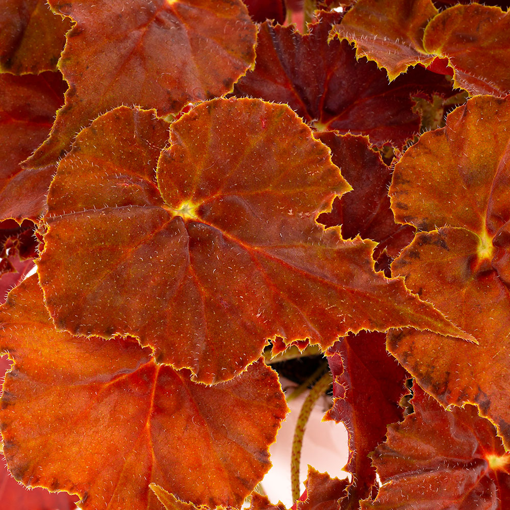 Begonia Amber Love leaf close up