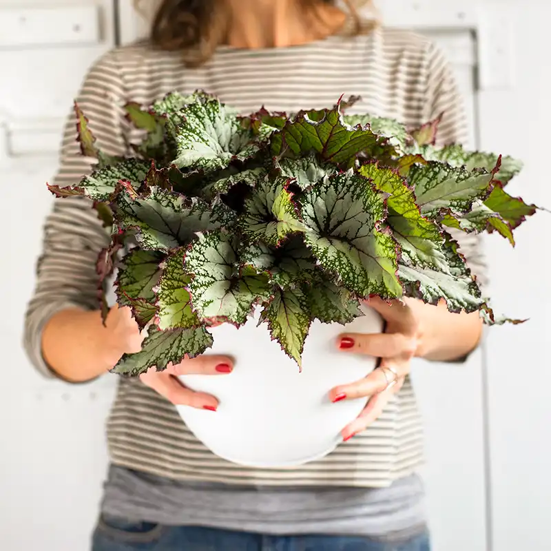 Begonia Asian Tundra