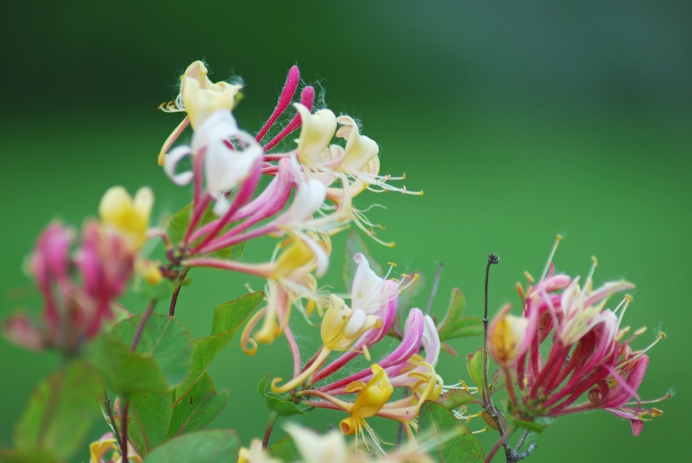 Time to Serve Some Edible Flowers - Bon Appetit! Honeysuckle