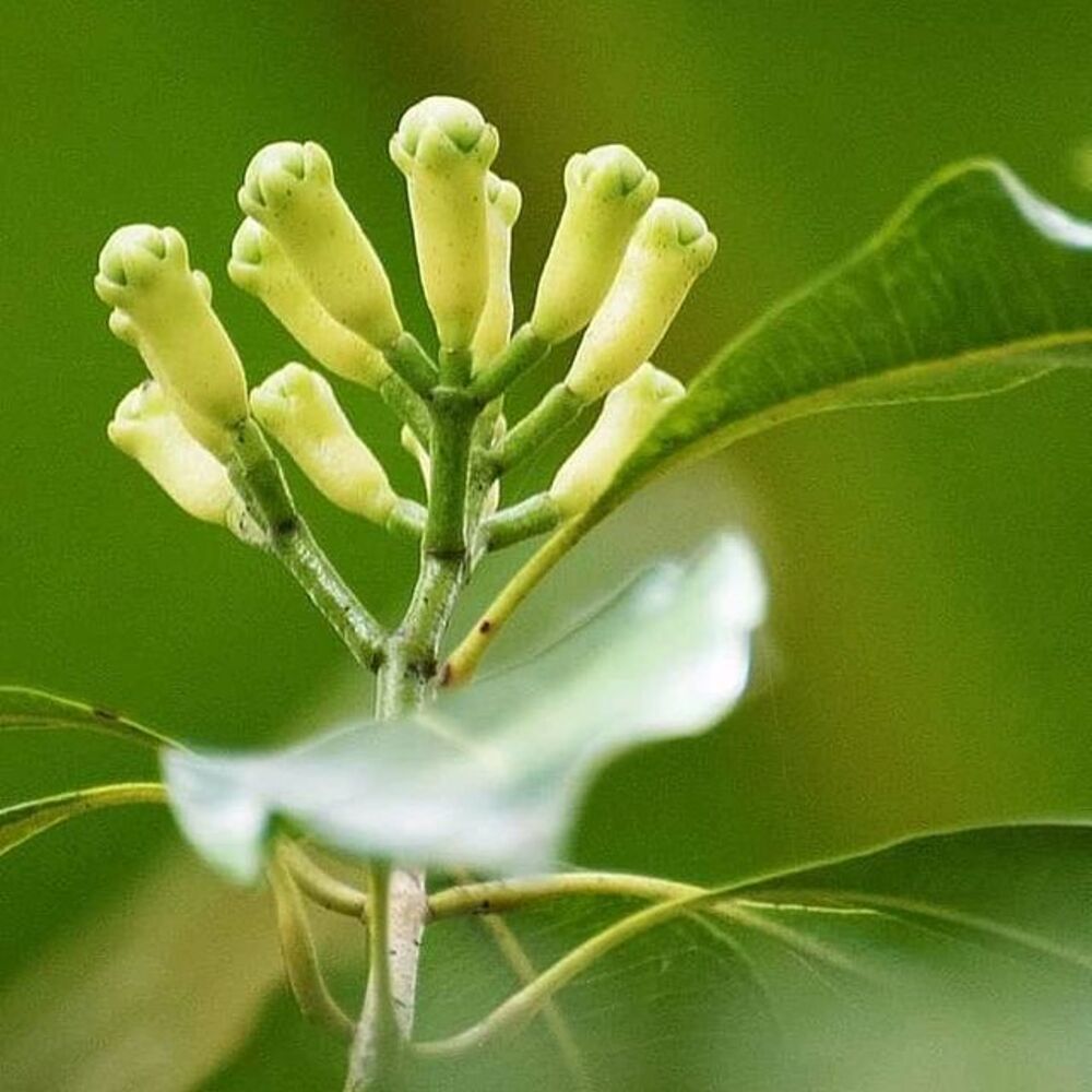 Clove buds in garden