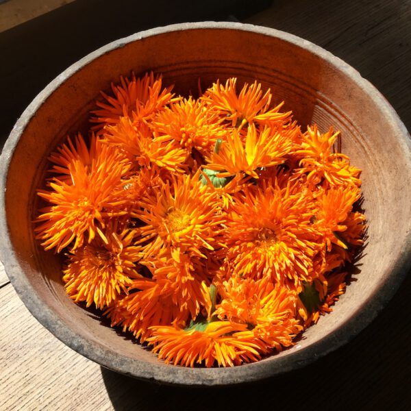 Edible Flowers Calendula