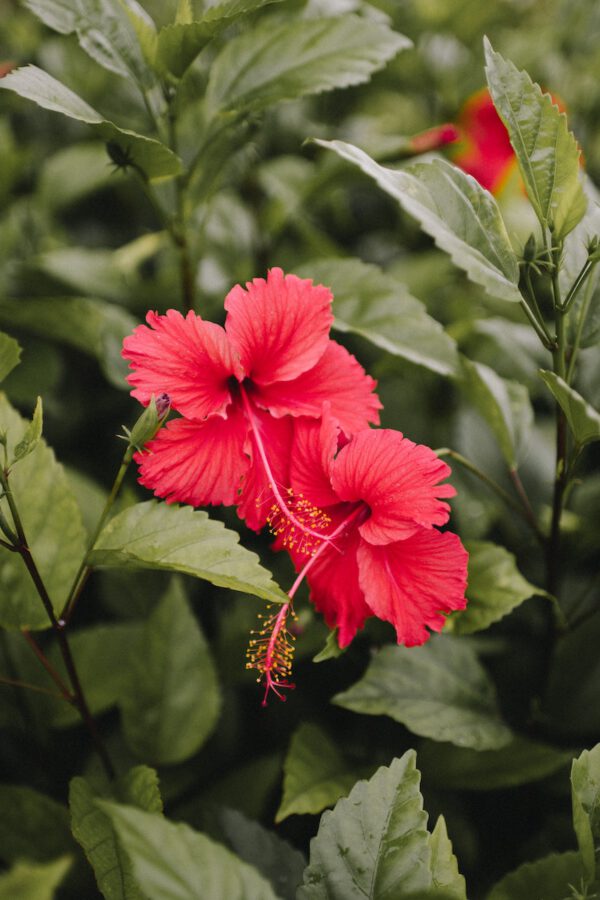 Time to Serve Some Edible Flowers - Bon Appetit! Hibiscus