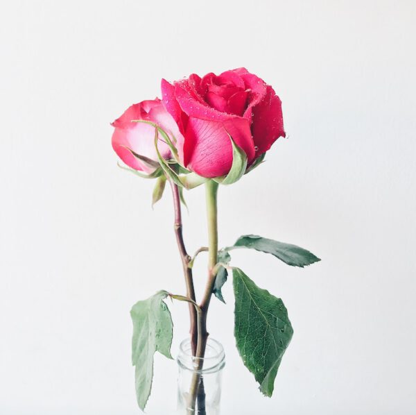 Edible Flowers - Roses