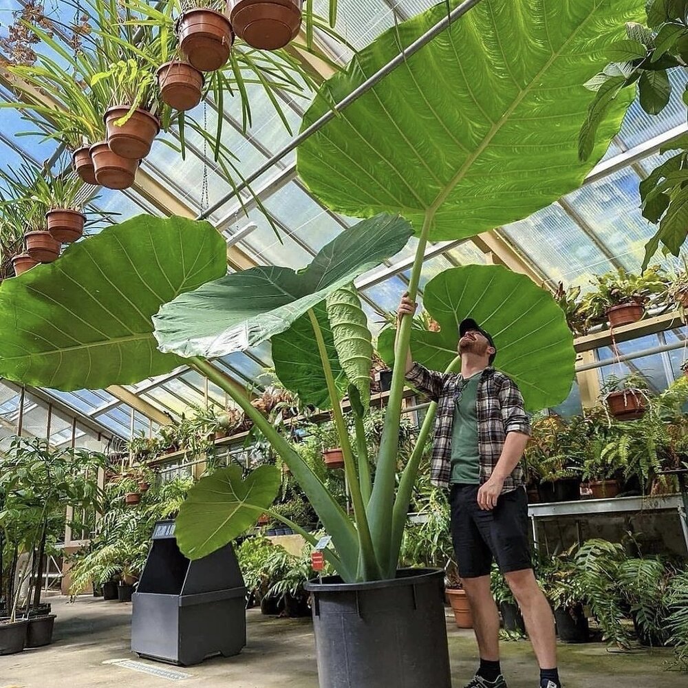 Men standing with big outdoor plant 