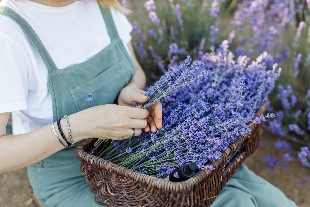 Edible Flowers - Lavender