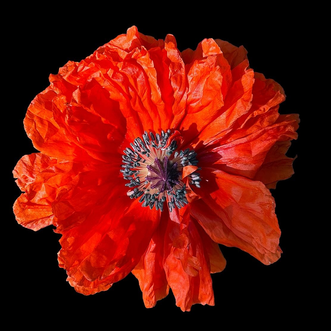 top view of a poppy flower