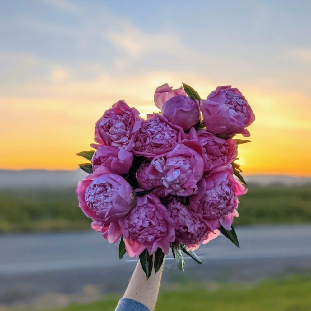 a bunch of peonies flowers