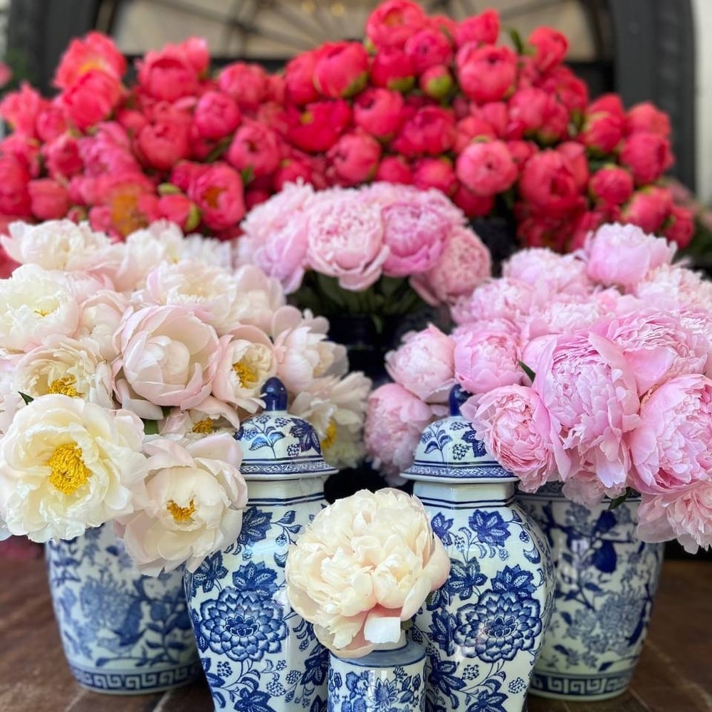 different varieties of peonies flowers in different colors