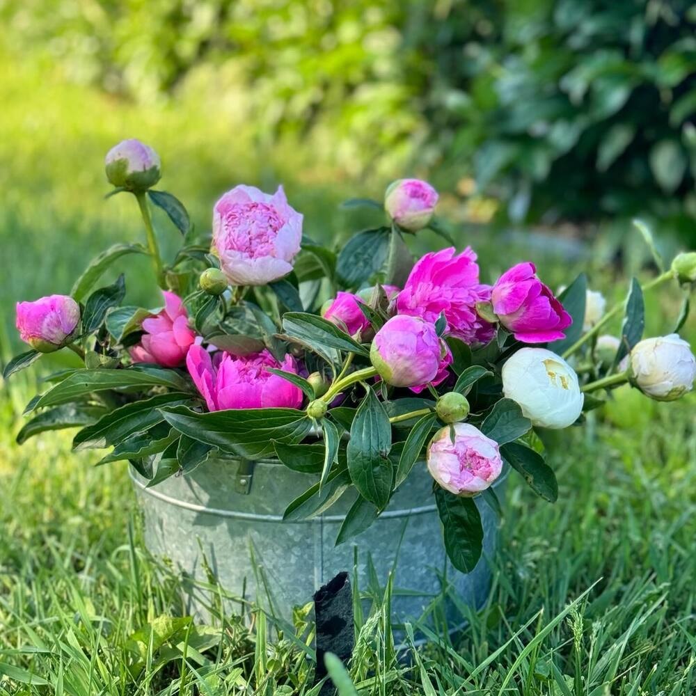 vase of peonies flowers kept in a garden setting with green backdrop