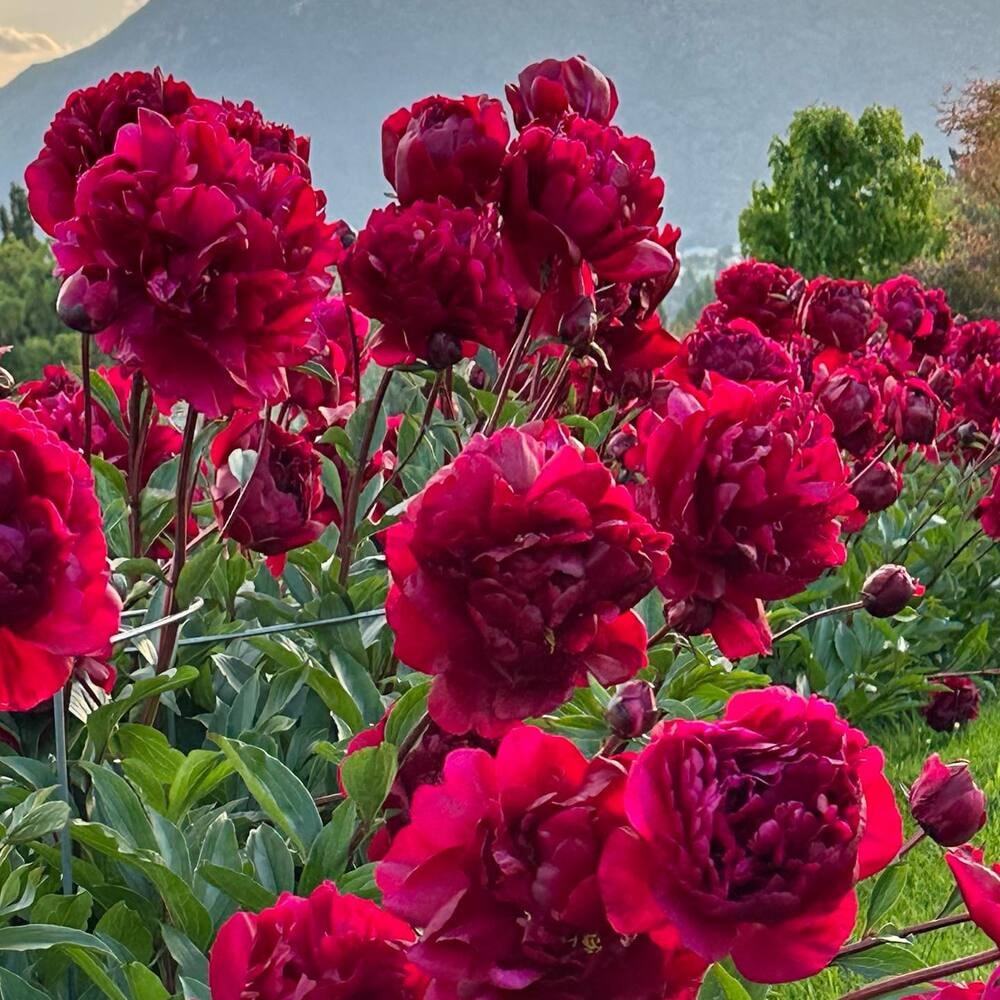 peonies growing in the wild