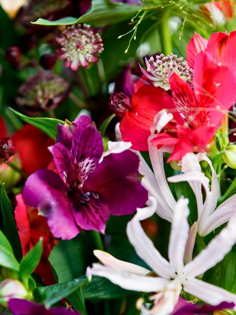 Alstroemeria by Tesselaar - a designer's favorite winter wedding flower