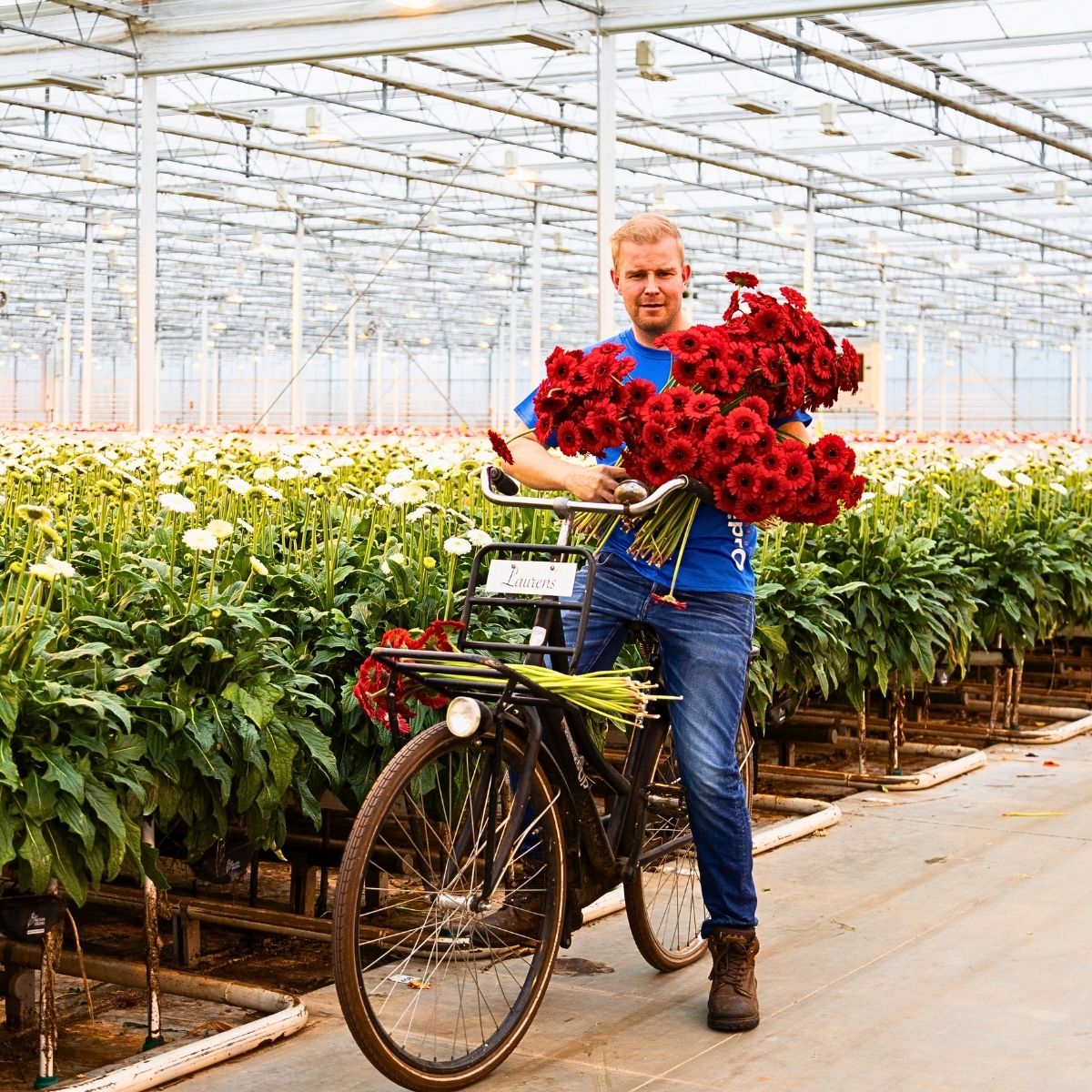 Visiting Oudijk Gerbera - Together for Quality!