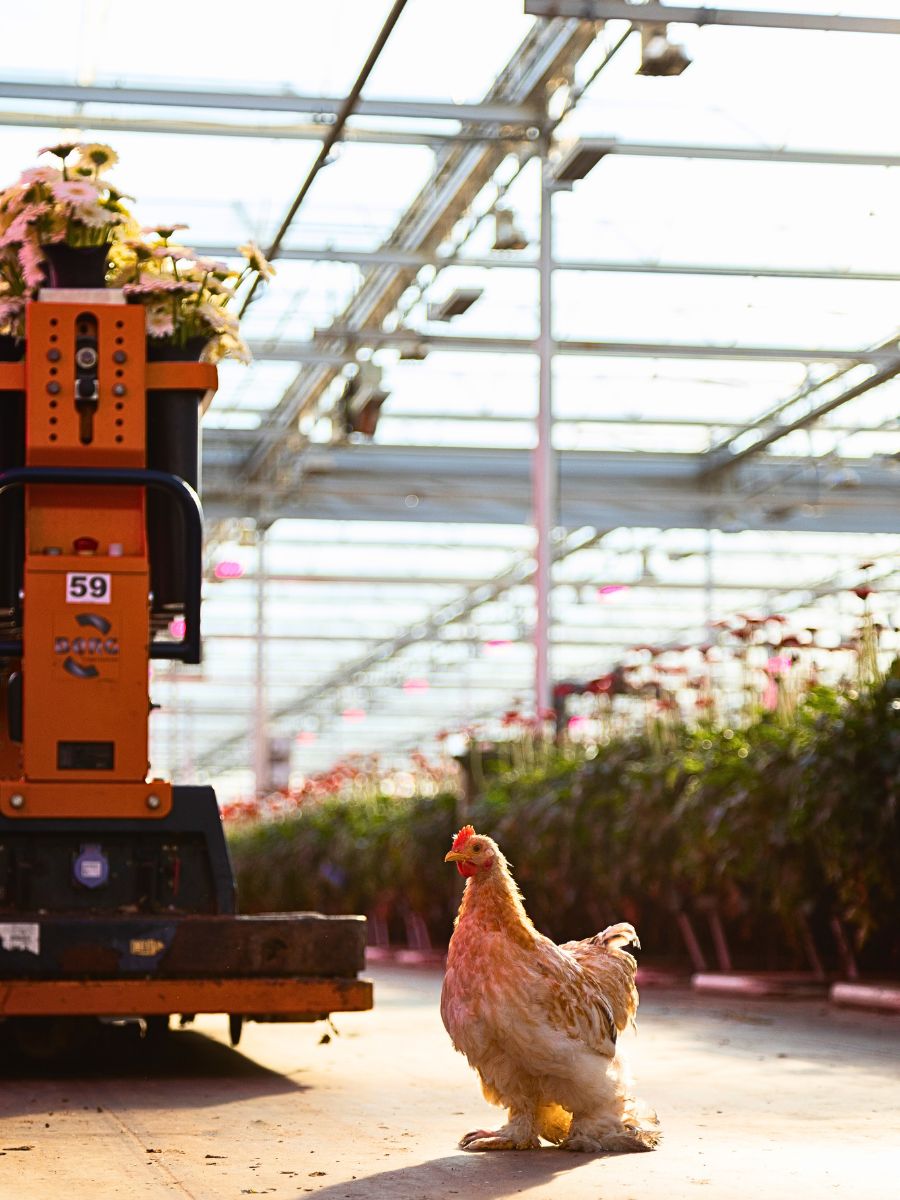 Visiting Oudijk Gerbera - Together for Quality!