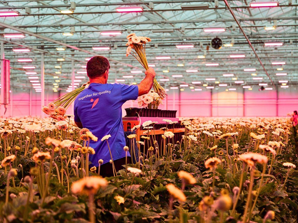 Visiting Oudijk Gerbera - Together for Quality!