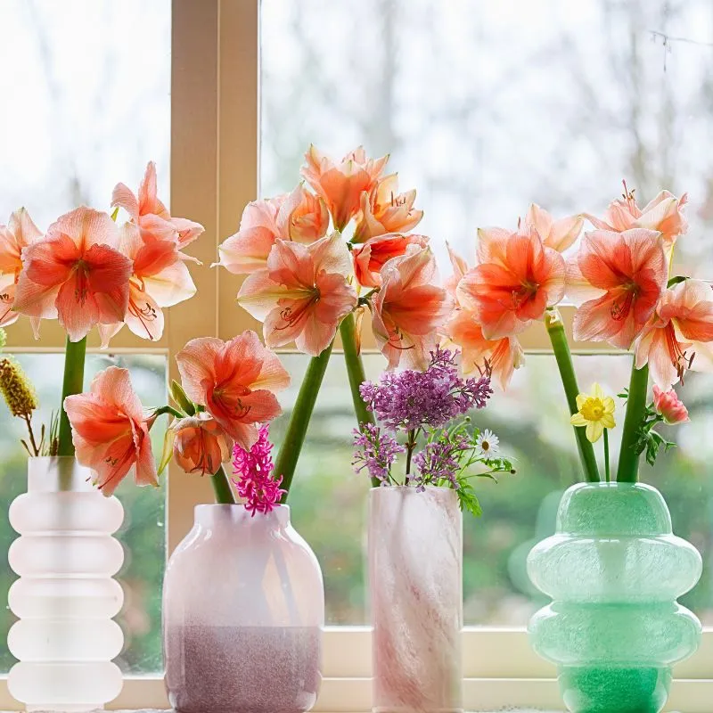 Amaryllis flowers in a vase