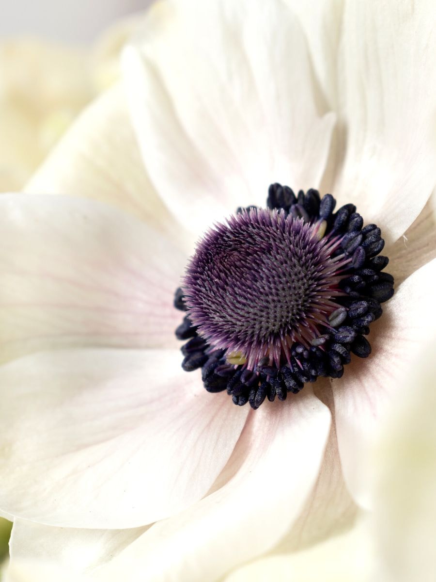 'Mistral Anemones' from the Floraprima launch