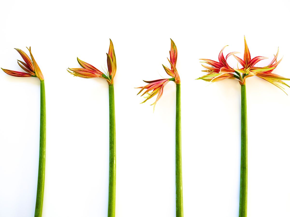 The blooming stages of Amaryllis