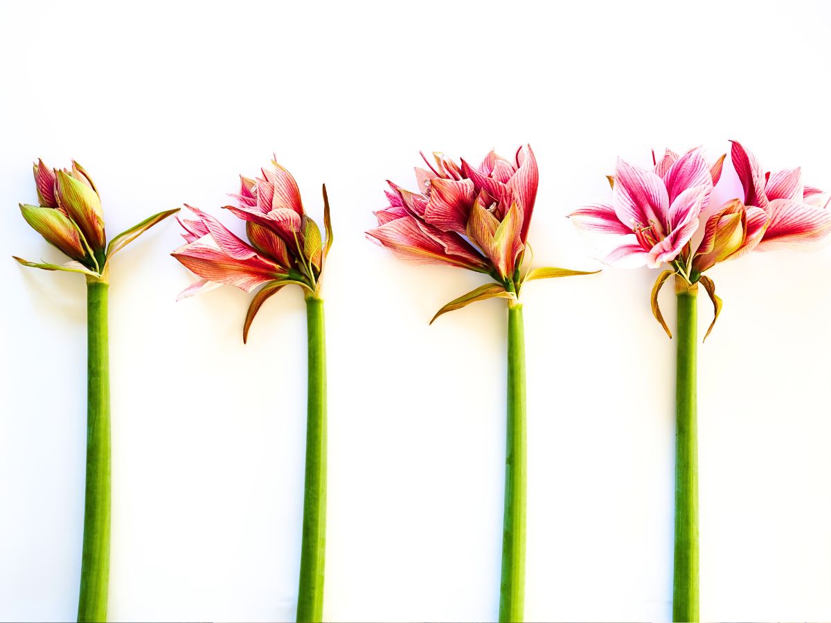 Amaryllis in its final blooming stage