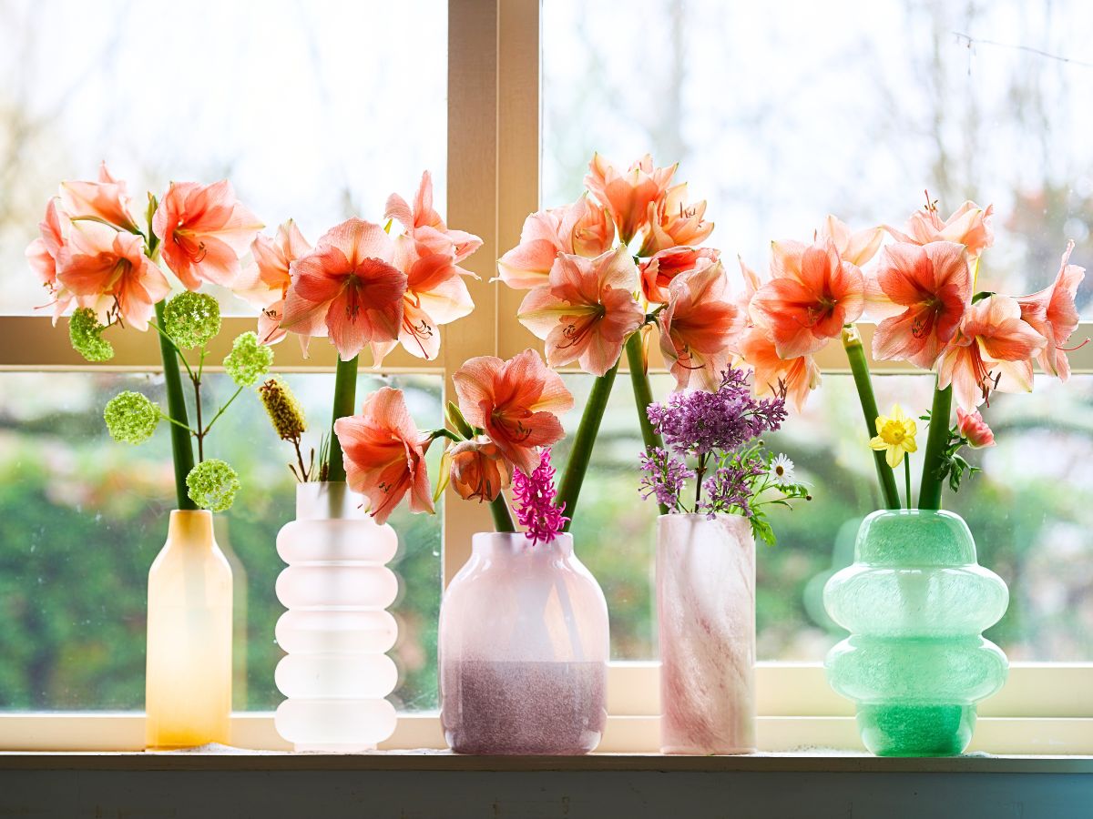 Amaryllis in colored and quirky vases