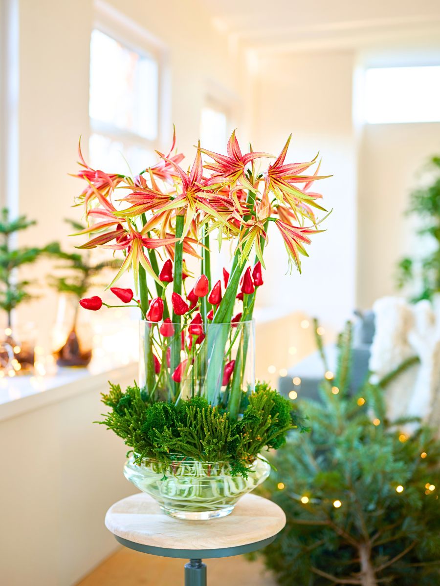 Amaryllis for the Christmas season