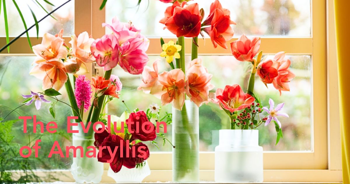 The evolution of Amaryllis