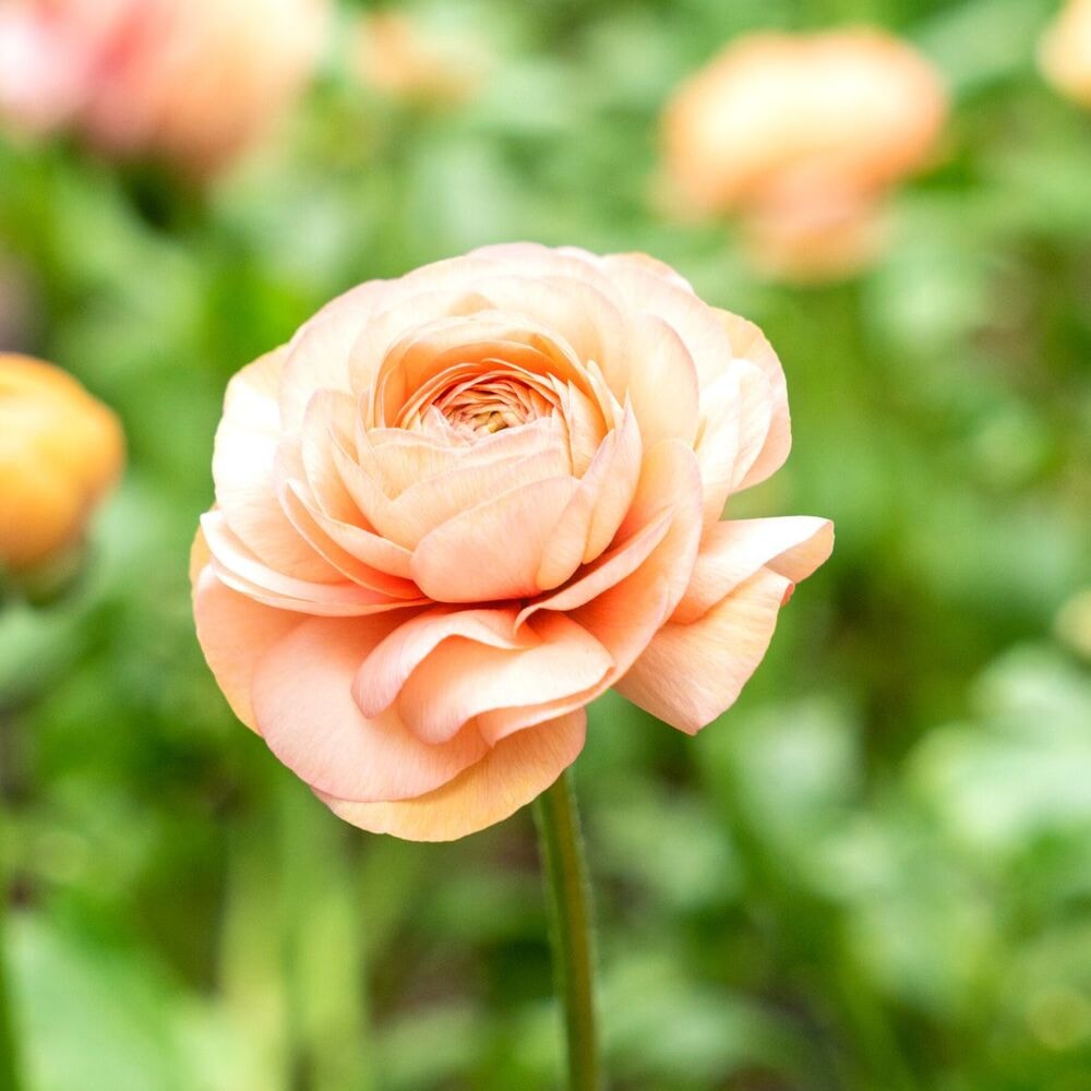 ranunculus from floraprima by rosaprima - a wedding cut flower