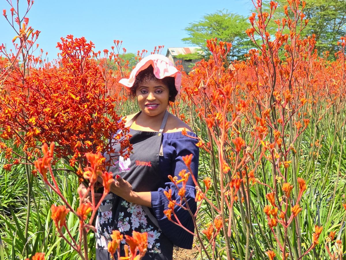 Orange Kangaroo Paw